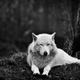 Ghost, Jon Snow’s direwolf companion.